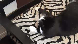 Cat playing with mouse rolls off chair