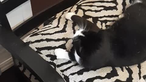 Cat playing with mouse rolls off chair