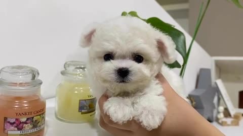 very cute puppy