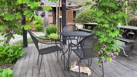 Cute bunny hiding from rain