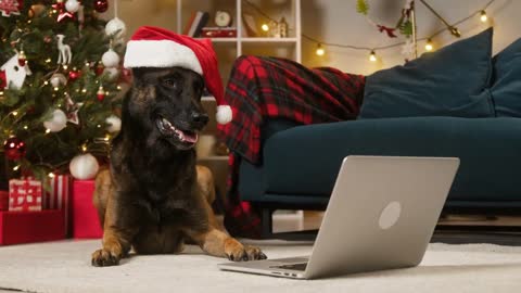 Dog wearing christmas hat close-up. Malinois bard using laptop computer, breathing with tongue out