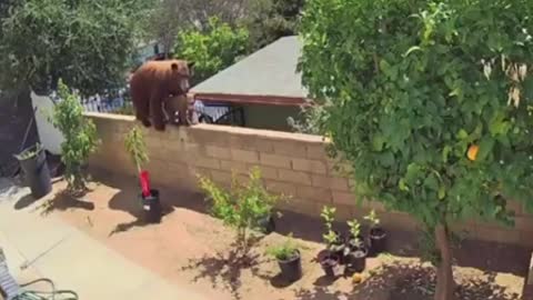 INTENSE Viral Video Shows Woman Pushing Bear to Save Dogs