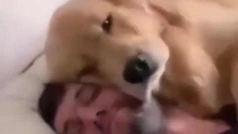 Adorable pup shows love to owner with cuddles