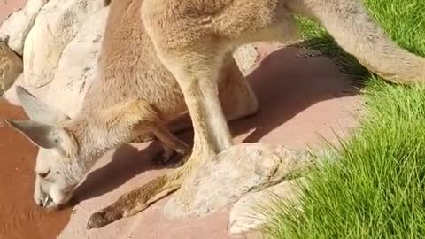 The kangaroo drinking water