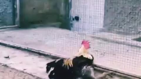 A cock gets falling down after a long long crowing