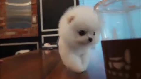 World smallest teacup dog you can't take your eyes off #1
