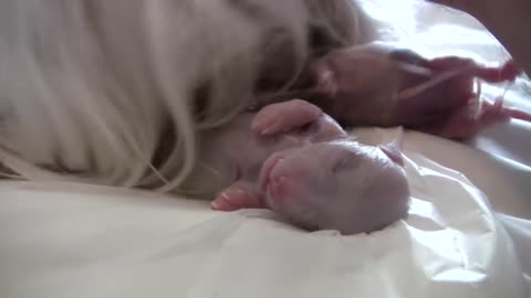 Puppy Born Feet First! little dog