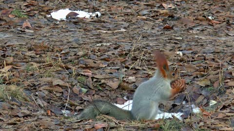 Funny squirrel hides a bump
