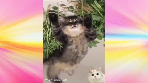 Try Not to Laugh The Funniest Cat Compilation, PART 3