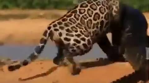 Wild animals in the jungle of Africa 2021 - The Greatest Predators on Earth / All About Animals