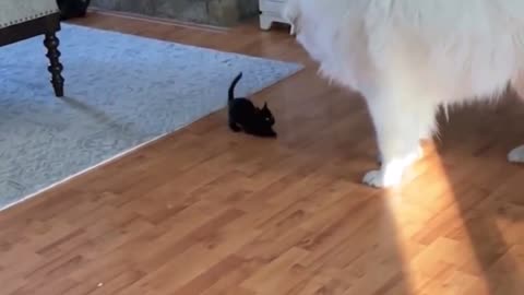 Baby panther attacks polar bear