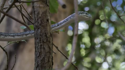 Snake hunting in lush rain forest environment - Diamond Python