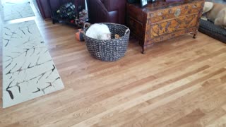 Funny puppy in his toy basket