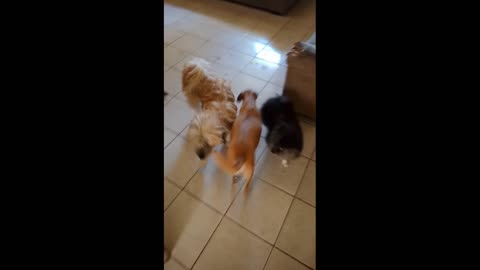 My Three Dogs Playing
