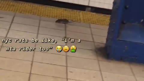Rat scurries around subway station platform