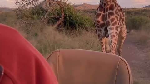 Giraffe 🦒 running behind the car 🚗 😳 🤣