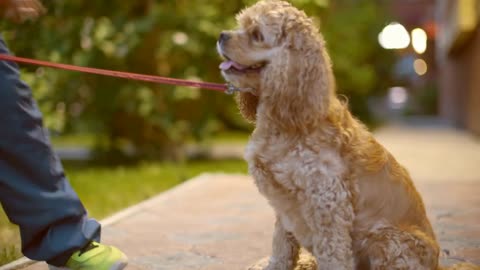 Tired dog sitting on city sidewalk and breathing with tongue out on evening lighting background