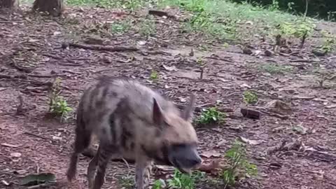 hungry hyena looking for food