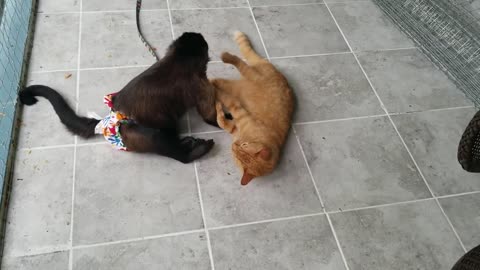 Monkey Playing With His Cat on a Rainy Day