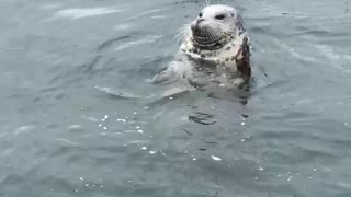 Seal waves at camera