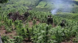 Militares incineran plantios de marihuana en el estado mexicano de Sinaloa