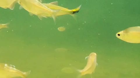 Amazing Fish And Beautiful Natural Video