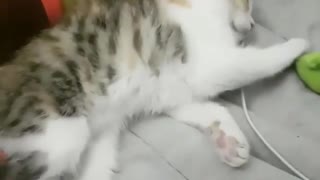 The cat does not want to wake up very funny