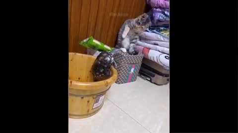 Fantastic funny cat video