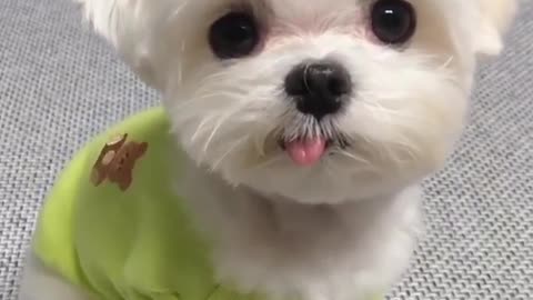 Very cute and cute little dog