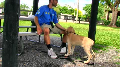 Learn how to train your dog in fun way as they are trained your dog