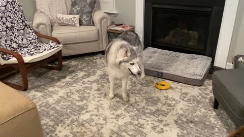 Stubborn Husky Steals Shepherd's Bone And Refuses To Let Go