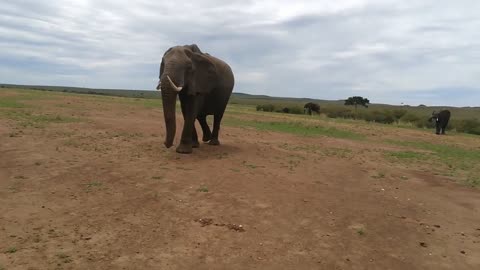 A Cute elephant walks