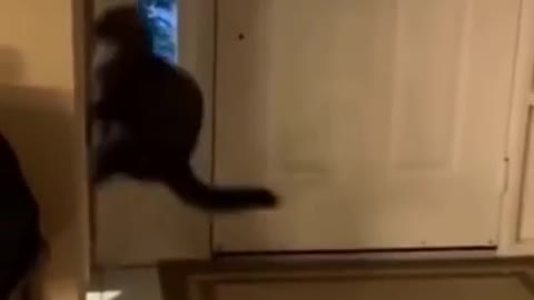 Highly Skilled Cat Training For His Upcoming Parkour Competi