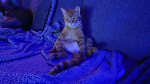 The Most Chill Cat Sits Like A Proper Man