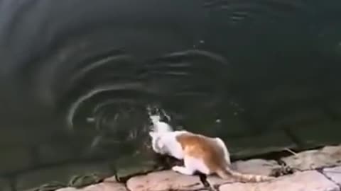 Lovely Cat and funny cat videos...cute cat caching fish