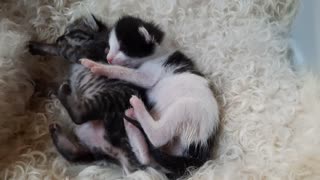 Tinny adopted kittens