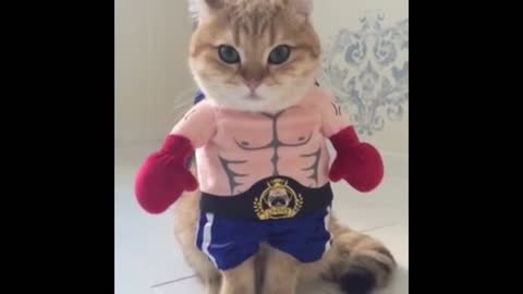 cat in boxing costume