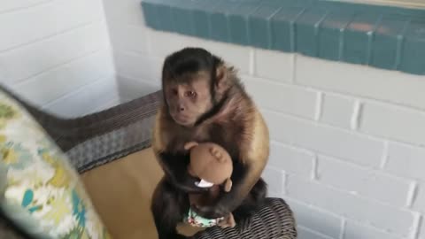 Monkey is Excited for Visitors to Arrive