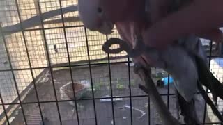 Pink Galah Cockatoo wants some TLC