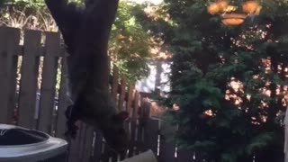 Squirrel on screen door