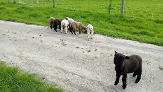 Golden Creek Mini Lambs 2023 1