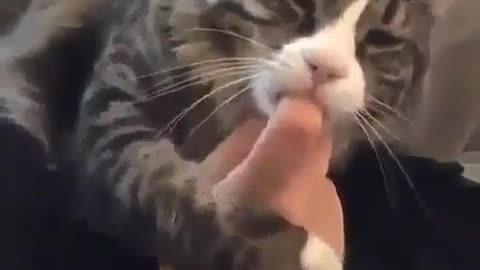 Cat needs a pacifier