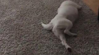 White dog rolling around in carpet