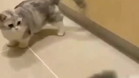 Aww Cute-cat fighting 😍