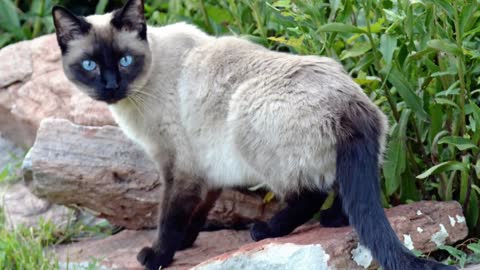 Learn EVERYTHING about your Siamese Cats