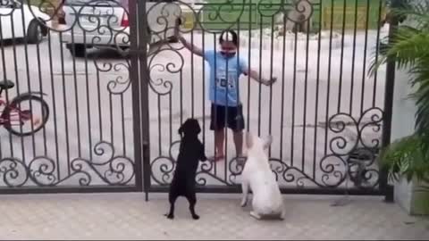 Boy dances with his dogs