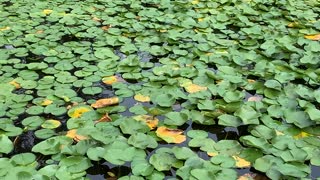 Lily pads on Flowing Lake, quiet waves
