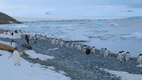 Adelie Penguins