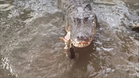 Little boy catches carp then feeds it to Happy Gilmore alligator