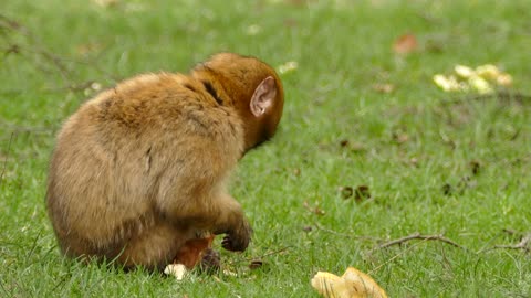 A Brown Monkey Eating Bread